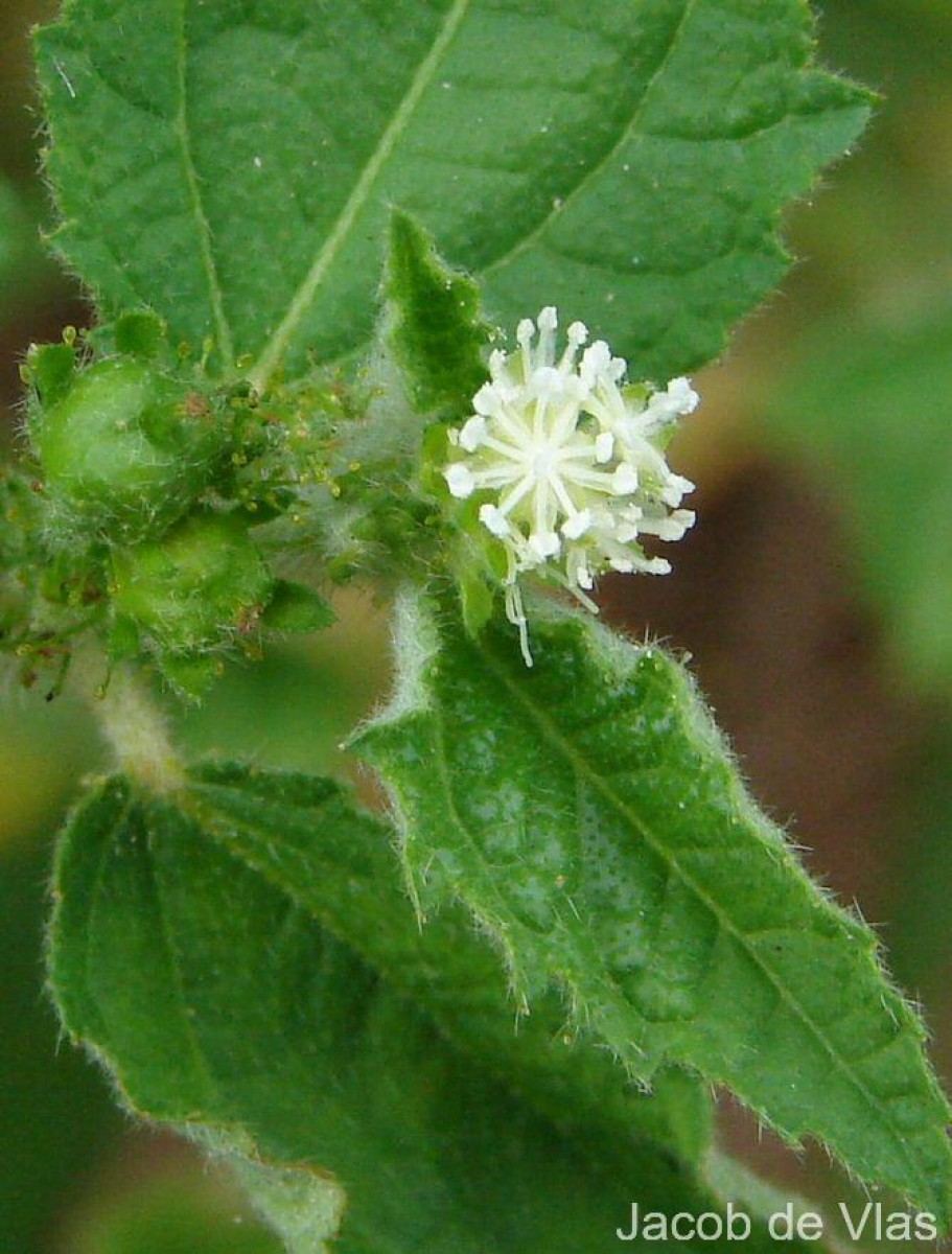 Croton hirtus L'Hér.